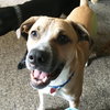 Piston-ADOPTED 10.2.16