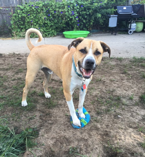 Piston-ADOPTED 10.2.16