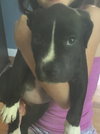 Kelly - ADOPTED 07.15.16