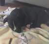 Kelly - ADOPTED 07.15.16