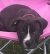 Kelly - ADOPTED 07.15.16