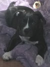 Kelly - ADOPTED 07.15.16