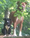 Kelly - ADOPTED 07.15.16