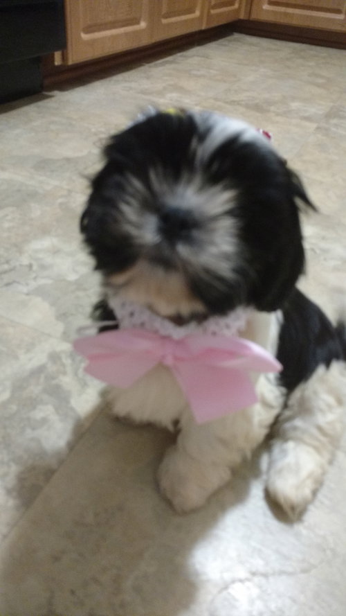 Iq Litter Lacey - ADOPTED 07.08.16