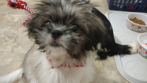 Iq Litter Cagney - ADOPTED 07.02.16