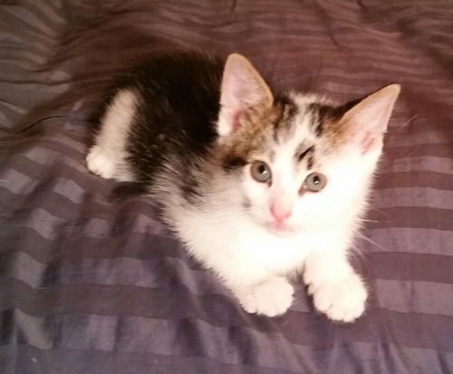 Gb Litter Jamie - ADOPTED 07.07.16