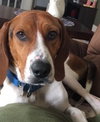 Ryder - ADOPTED 7.30.16