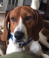 Ryder - ADOPTED 7.30.16