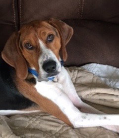 Ryder - ADOPTED 7.30.16