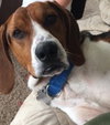 Ryder - ADOPTED 7.30.16