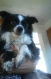 Maximillion - ADOPTED 07.30.16