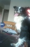 Maximillion - ADOPTED 07.30.16