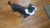 Maximillion - ADOPTED 07.30.16