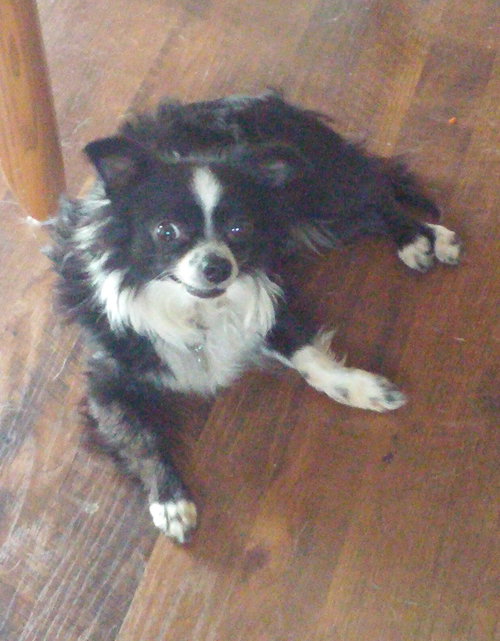 Maximillion - ADOPTED 07.30.16