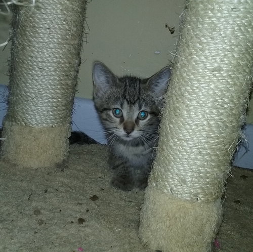 Mowgli - ADOPTED 08.12.16