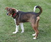 Sparty - ADOPTED 7.23.16