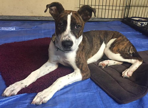 Rita - ADOPTED 7.22.16