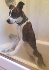 Rita - ADOPTED 7.22.16