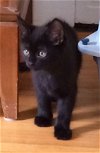 Hb Litter Miss Patty - ADOPTED 02.25.17