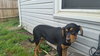 Franklin-FP ADOPTED 08.24.16