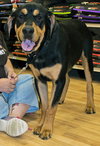 Franklin-FP ADOPTED 08.24.16