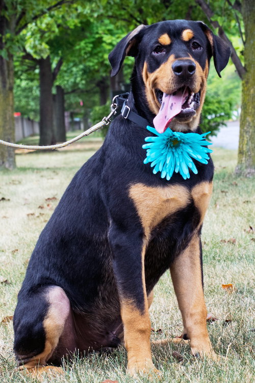 Franklin-FP ADOPTED 08.24.16