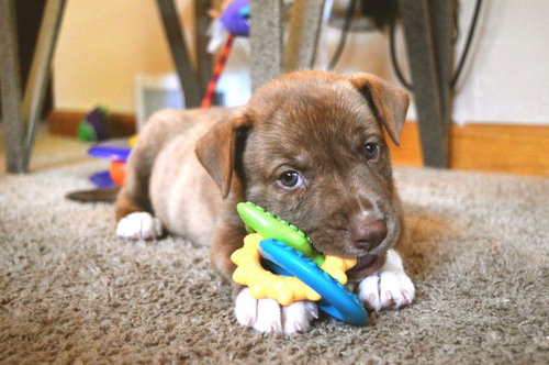 Bruin - ADOPTED 08.10.16