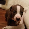 Arcadia - ADOPTED 08.05.16