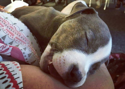 Arcadia - ADOPTED 08.05.16
