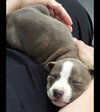 Arcadia - ADOPTED 08.05.16