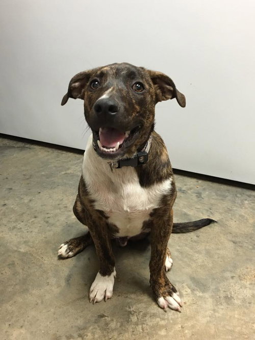 Kq Litter - Matty - ADOPTED 08.26.16