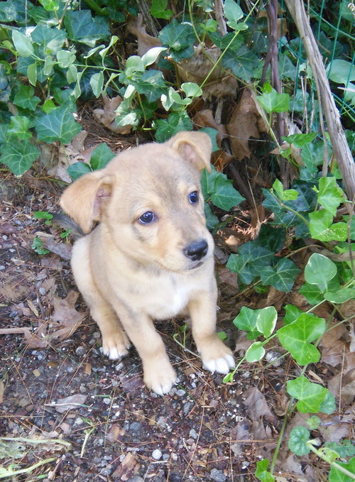 Mq Litter - Lionel - ADOPTED 08.21.16