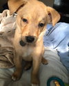 Mq Litter - Lionel - ADOPTED 08.21.16