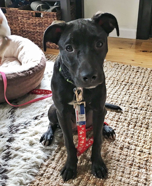 Kq Litter - Lolly - ADOPTED 08.14.16