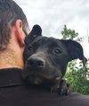 Kq Litter - Lolly - ADOPTED 08.14.16