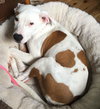 Kq Litter - Lemon - ADOPTED 08.19.16