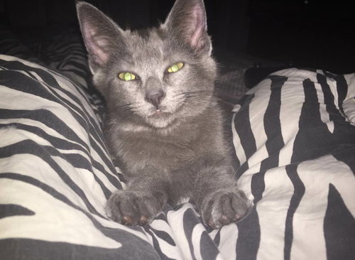 Moki - ADOPTED 08.17.16