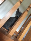 Moki - ADOPTED 08.17.16