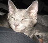Moki - ADOPTED 08.17.16