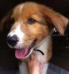 Mq Litter Brembo - ADOPTED 08.05.16