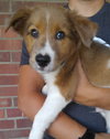 Mq Litter Brembo - ADOPTED 08.05.16