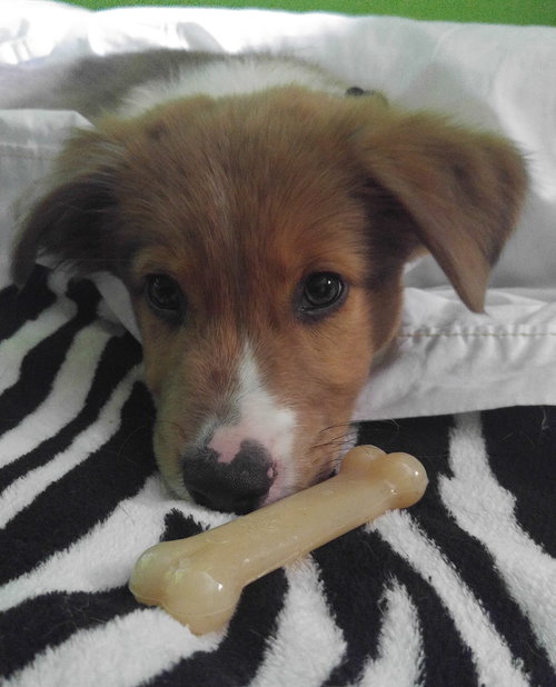Mq Litter Brembo - ADOPTED 08.05.16