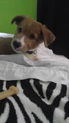 Mq Litter Brembo - ADOPTED 08.05.16