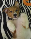 Mq Litter Brembo - ADOPTED 08.05.16