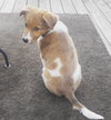 Mq Litter Brembo - ADOPTED 08.05.16