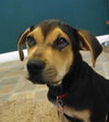 Swoosh - ADOPTED 9.29.16