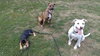 Swoosh - ADOPTED 9.29.16