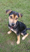 Swoosh - ADOPTED 9.29.16