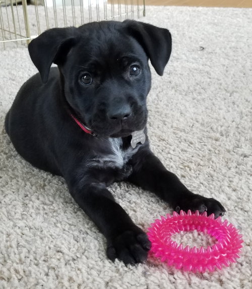 Mindy - ADOPTED 08.22.16