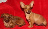 Nq Litter Nichelle - ADOPTED 08.28.16